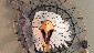 Eagle2_wall